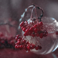 Fruits, glass, vase, Plant