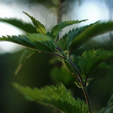 plant, nettle, Green