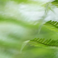 plant, fern, Leaf