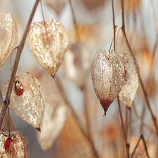 dry, physalis bloated, plant