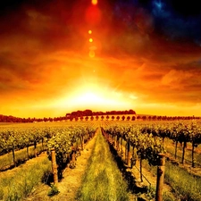 west, vineyard, plantation, sun