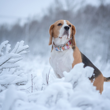 Snowy, Plants, Beagle, winter, dog