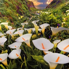 Plants, White, Calla