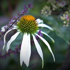 echinacea, purple, plants, Colourfull Flowers