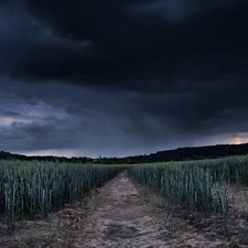 Plants, Sky, field