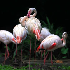 Flamingos, Plants