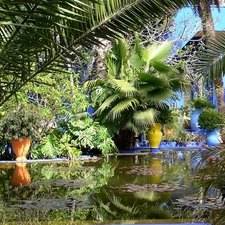 Garden, exotic, Plants, water