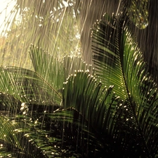 jungle, Rain, Plants, rainy