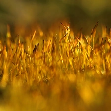 Plants, lichens, mosses