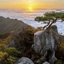 rocks, Fog, pine, clouds, trees, Mountains, Sunrise, Plants