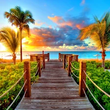 sea, pier, Plants, Palms