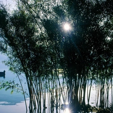 light breaking through sky, lake, Plants