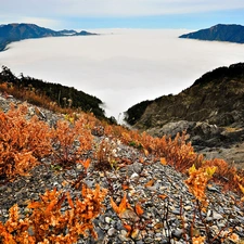 Plants, Mountains, Stones