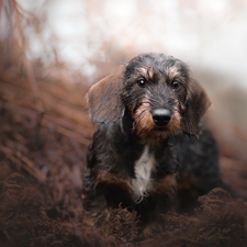 dog, muzzle, Plants, Wirehaired Dachshund