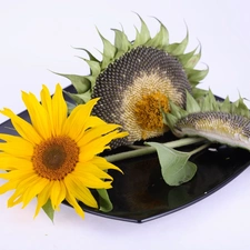 Sunflower, mature, plate, Colourfull Flowers