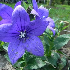 Platycodon grandiflorus