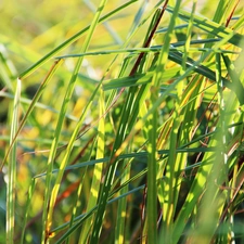 pond, grass, by