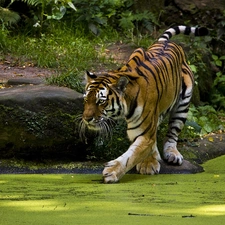 eyelash, tiger, Pond - car