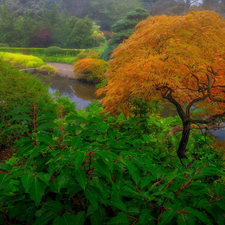 Maple Palm, Fog, Pond - car, trees, Garden