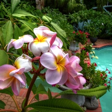 Pool, Plumeria, Garden