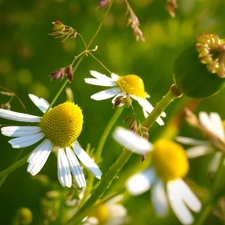 Meadow, chamomile, poppy-head, Flowers