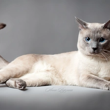 portrait, Thai, cat