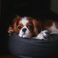 Cavalier King Charles spaniel, Pouf