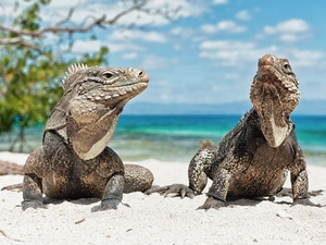 monitor lizards, Two cars, Powerful