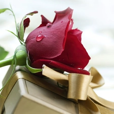 Present, Claret, rose