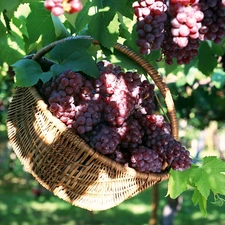 basket, Przebijające, luminosity, ligh, flash, grapes, plantation, sun