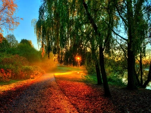 Way, River, Przebijające, ligh, Autumn, Leaf, flash, luminosity, sun