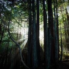 forest, Przebijające, luminosity, ligh, flash, viewes, trees, sun