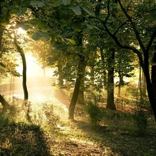 Przebijające, sun, trees, viewes, forest