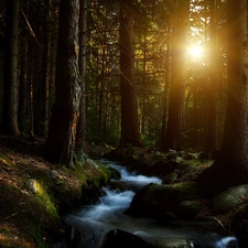 viewes, forest, Przebijające, sun, stream, trees