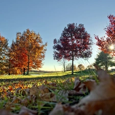 Przebijające, sun, viewes, autumn, trees