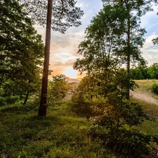 viewes, Przebijające, luminosity, ligh, flash, trees, forest, sun