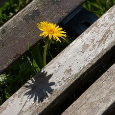 puffball, common, Wooden, Bench, Old