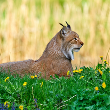 puffball, Lynx, Flowers