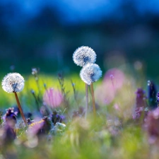 Meadow, grass, puffball, Flowers