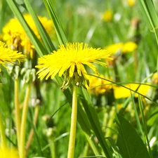 Yellow, puffball