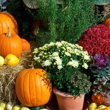 Autumn, Chrysanthemums, pumpkin, Flowers