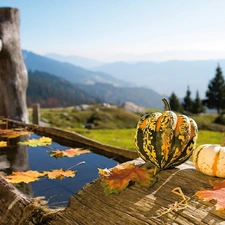 channel, Leaf, pumpkin, water