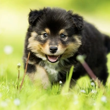 grass, Finnish Lapphund, puppie