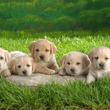 Labradors, beige, puppies, little doggies