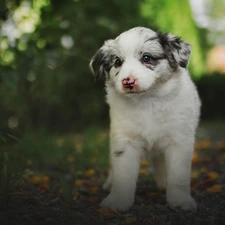 dog, Puppy, Australian Shepherd, White