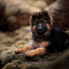 lying, Puppy, German Shepherd, dog