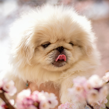 Puppy, dog, pekinese