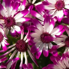 Flowers, purple, cineraria, white