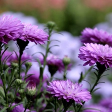 purple, Chrysanthemums, change