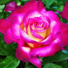 rose, Colourfull Flowers, Purple